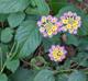 Lantana camara